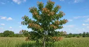Young oak tree with a flush of red new shoots in summer
