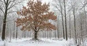 Young oak tree holding brown leaves in a snowy woods