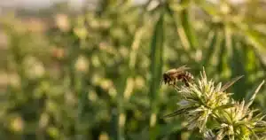 Honeybee in an outdoor cannabis garden