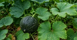 Acorn squash on the vine