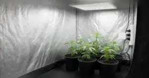 Cannabis plants in an indoor grow tent under a light