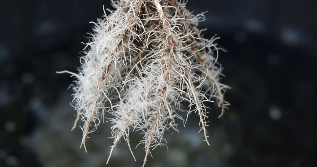 White fuzzy root hairs on hydroponic roots