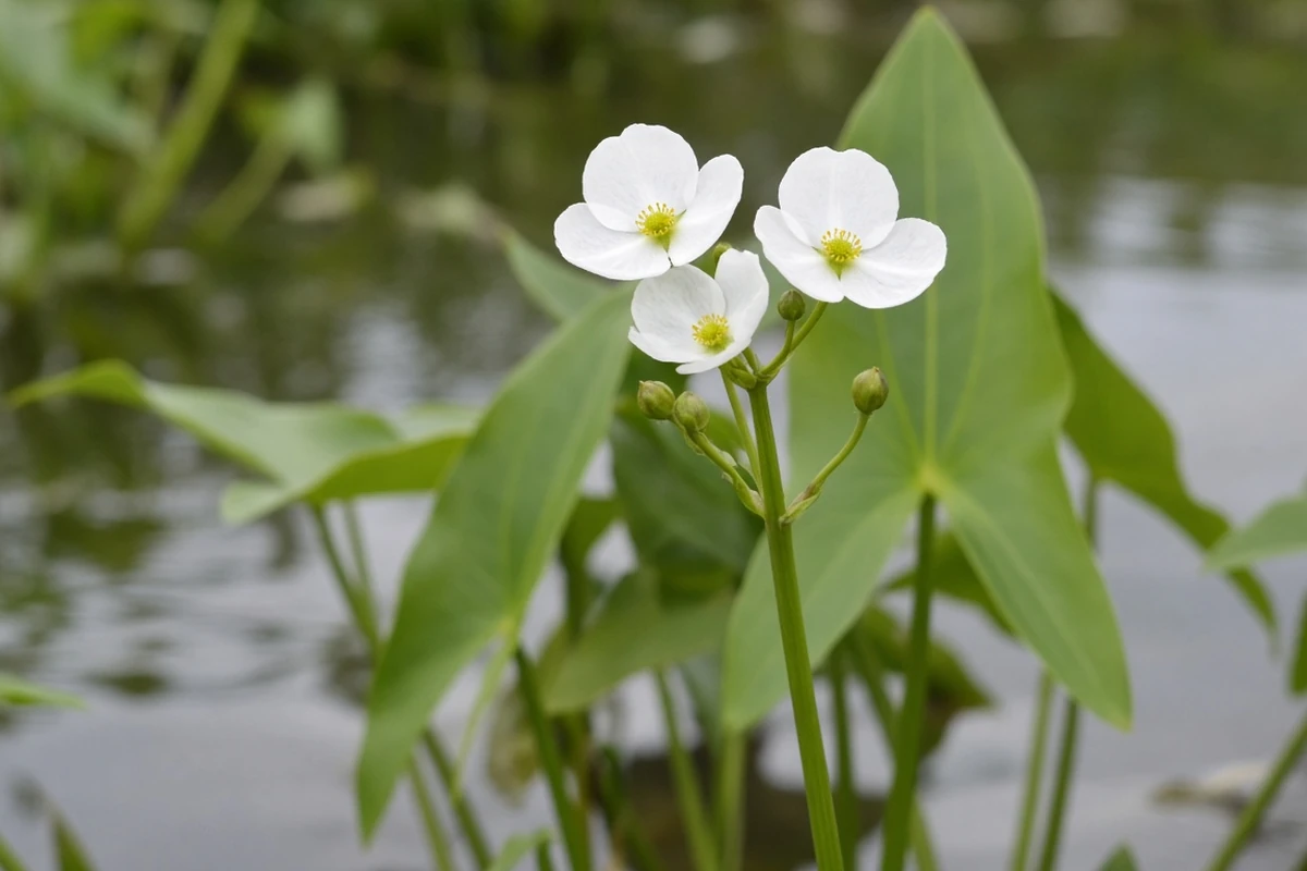White Sagittaria flowers above water