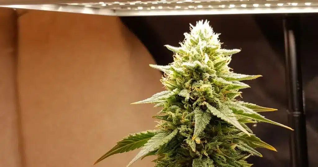 Cannabis cola with bleached white tips under a grow light