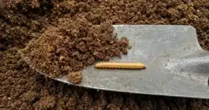 Photo-style illustration of a straight shiny tan wireworm about 1 inch long on a garden trowel of crumbly loam