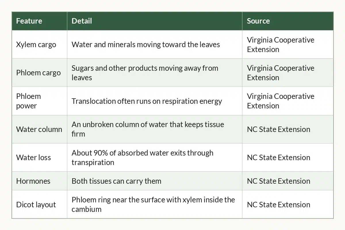 Table graphic of Cannabis Xylem and Phloem at a Glance for cannabis growers, 7 rows by 3 columns