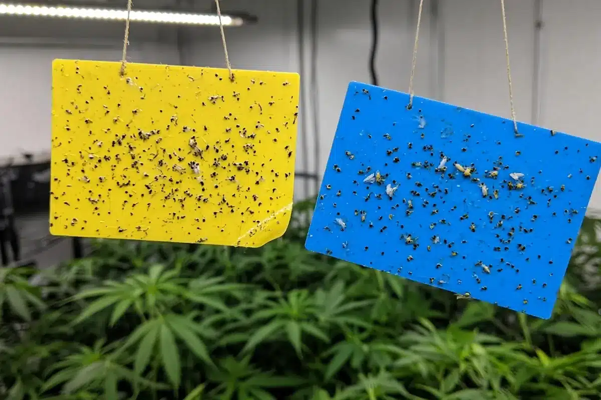 Yellow and blue sticky cards side by side with small insects caught on them