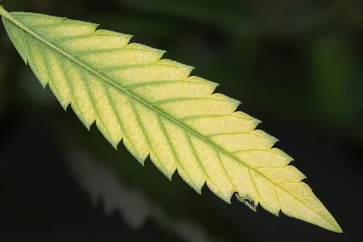 Yellow cannabis leaf with green veins