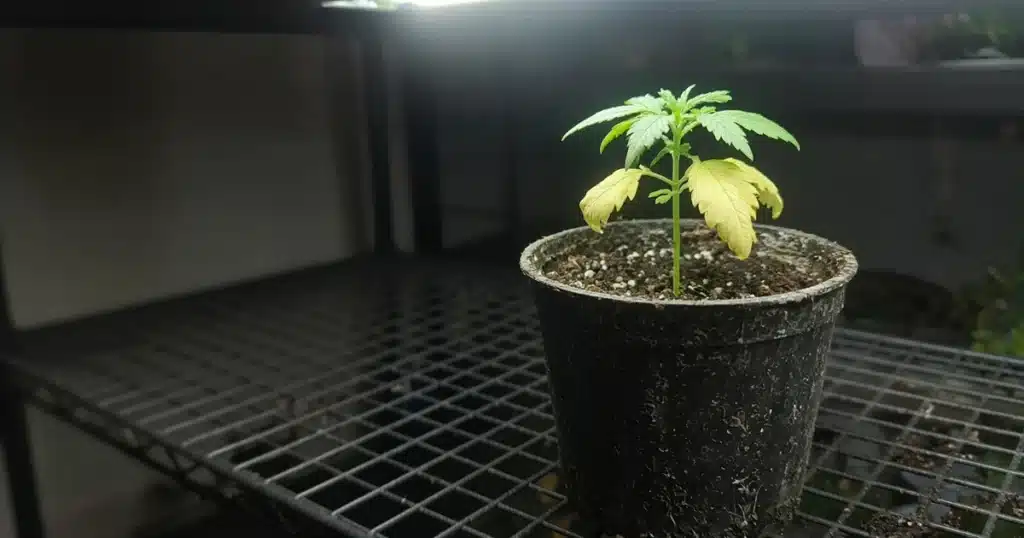 Young cannabis seedling with pale yellow lower leaves in a small pot
