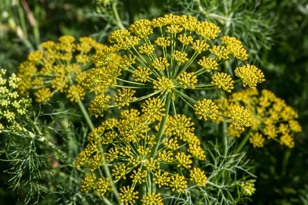 Yellow umbel flowers on dill