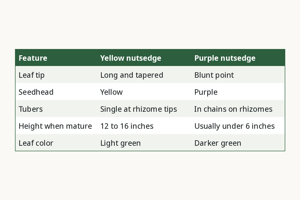 Yellow vs Purple Nutsedge. Feature, Yellow nutsedge, Purple nutsedge. Leaf tip, Long and tapered, Blunt point. Seedhead, Yellow, Purple. Tubers, Single at rhizome tips, In chains on rhizomes. Height when mature, 12 to 16 inches, Usually under 6 inches. Leaf color, Light green, Darker green.