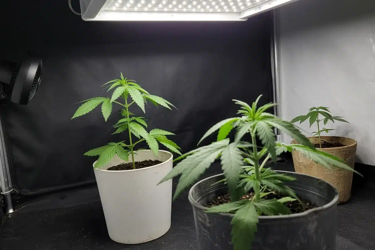 Young cannabis plants in pots with leaves moving gently in the air from a small clip fan