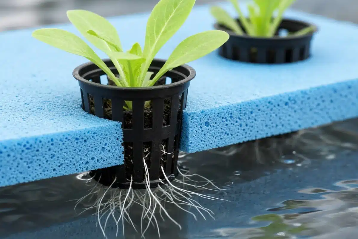 Young celtuce seedlings in net cups