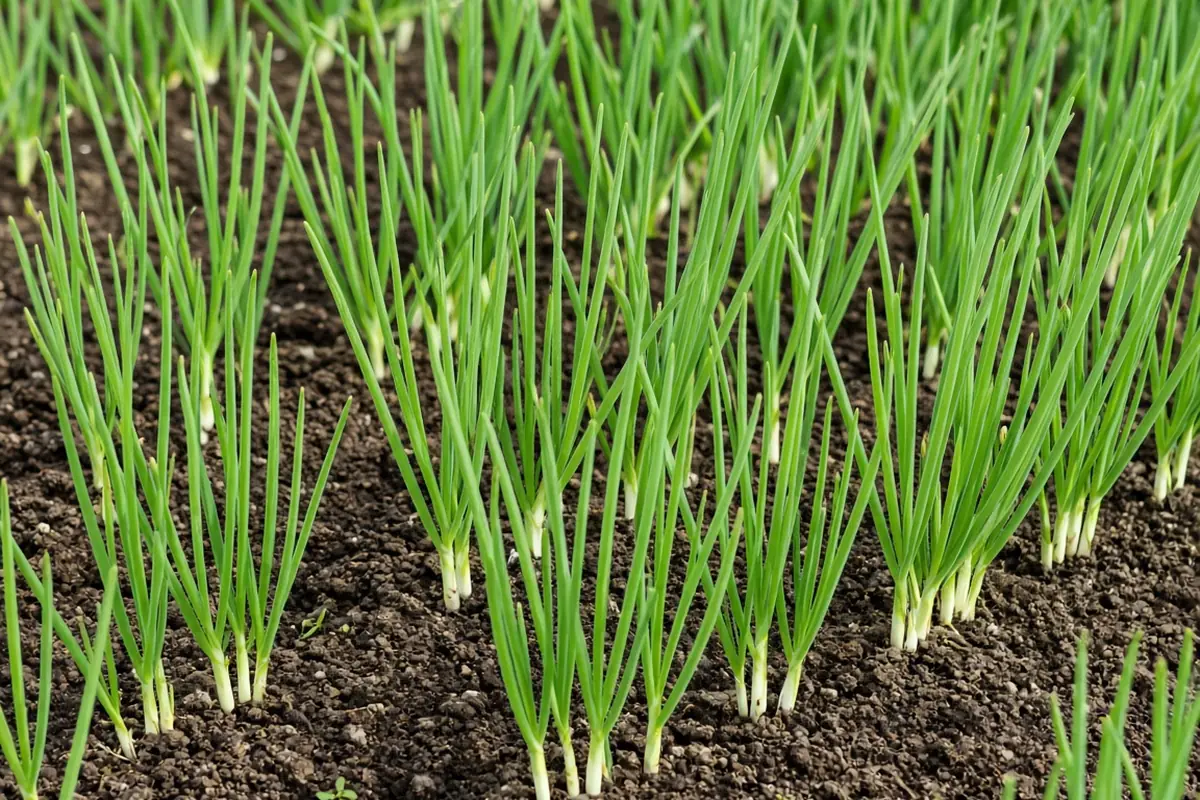 Young green onions growing densely